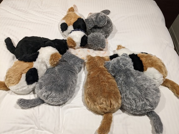 うちの子とホテルの子とで猫会議